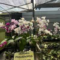 World of Phalaenopsis Orchid Farm