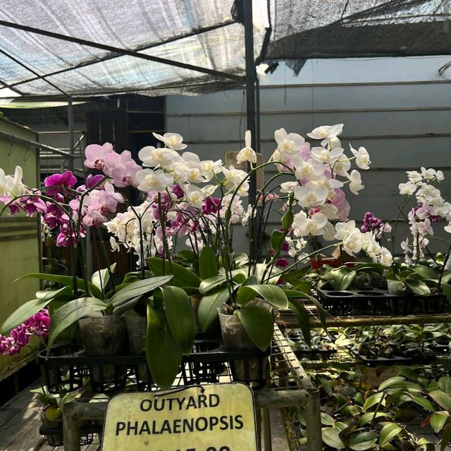 World of Phalaenopsis Orchid Farm