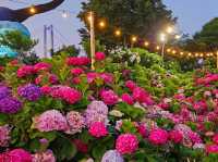 The decoration of blossoming hydrangeas at Jangsaengpo