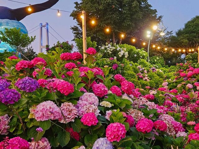 The decoration of blossoming hydrangeas at Jangsaengpo