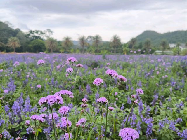Khao Yai is the place to go when you have European taste but Bangkok budget 😉