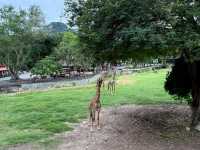 Attractions to visit in Khao Kheow Open Zoo