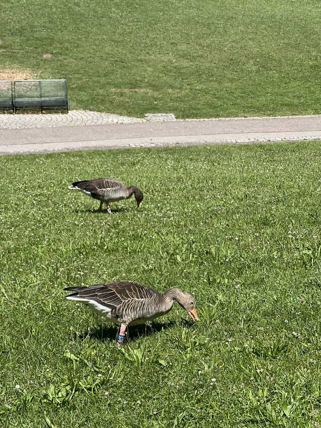 🏞️ Stadtpark Leonberg⛲️