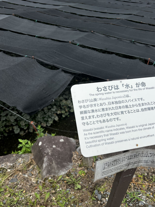 「本物のわさびの味、知っていますか？」