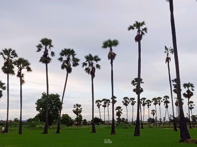 จุดชมวิวดงตาลสามโคก ที่เที่ยวปทุมธานี