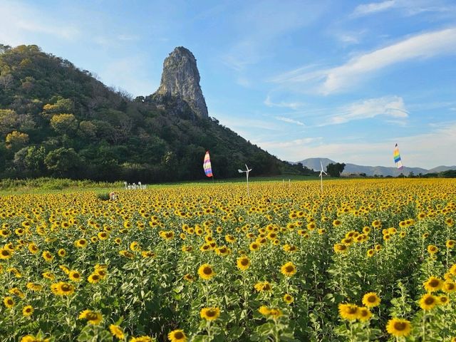 ทุ่งทานตะวัน  ลพบุรี