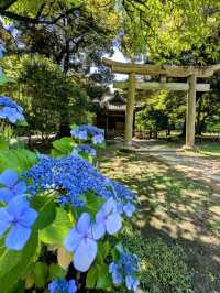 東京 | 浜離宮恩賜庭園，遠眺東京灣賞花