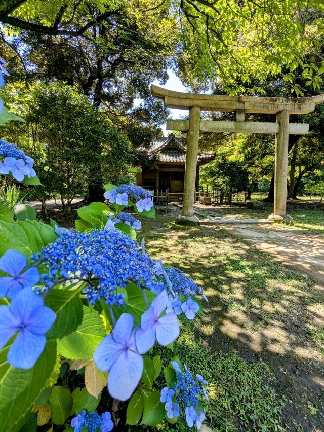 東京 | 浜離宮恩賜庭園，遠眺東京灣賞花