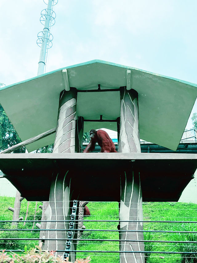 Discover the Mighty Bornean Orangutan at the Ape Centre 