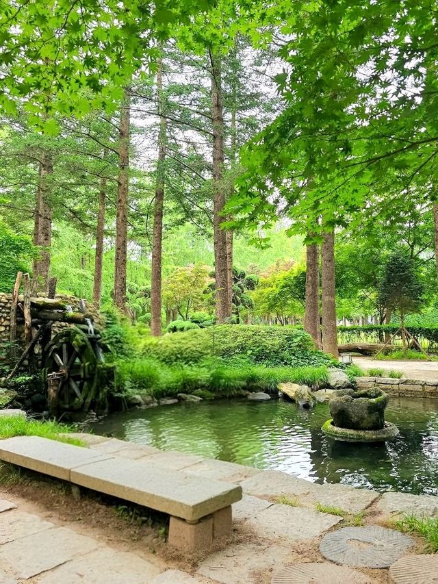 Exploring NamiNara Republic at Nami Island, Korea