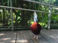 Venture into Mysterious Papua