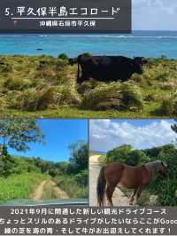 【石垣島】島観光！🏝️北部エリアスポット5選🐄🌴