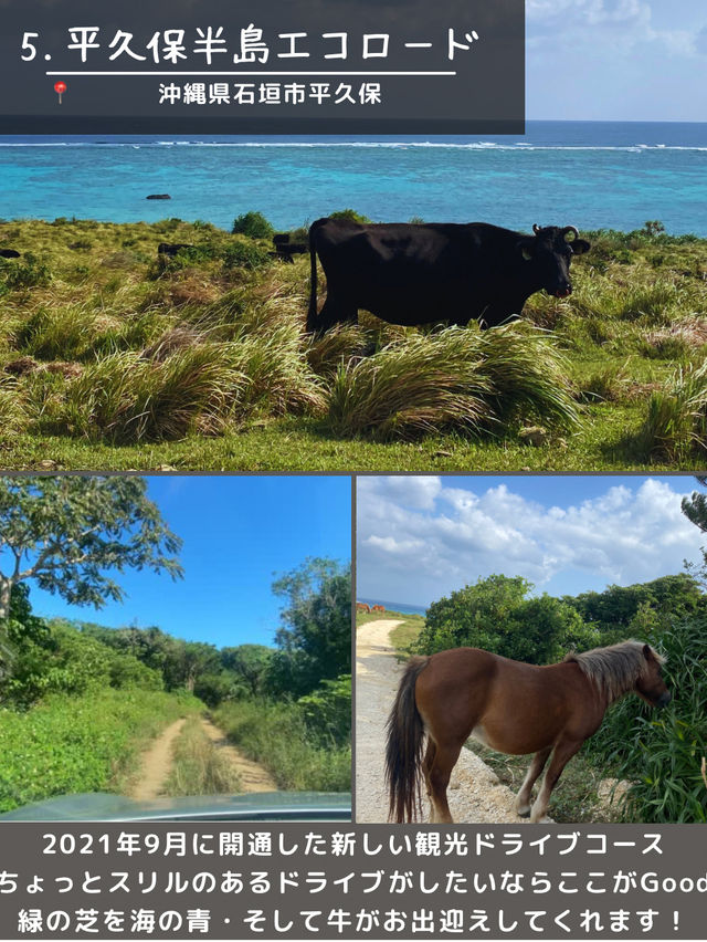 【石垣島】島観光！🏝️北部エリアスポット5選🐄🌴