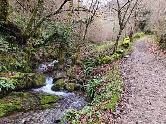 Secret Forest Vibes in Galicia