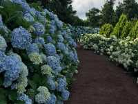 Jeju’s Hidden Gem: Boromwat’s Stunning Hydrangeas 