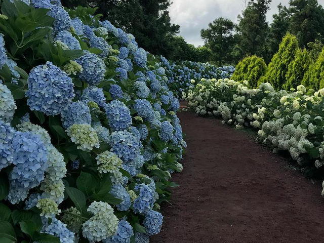 Jeju’s Hidden Gem: Boromwat’s Stunning Hydrangeas 