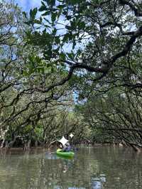 🌴【奄美大島】世界遺産のマングローブでカヌー🛶