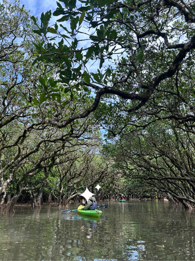 🌴【奄美大島】世界遺産のマングローブでカヌー🛶