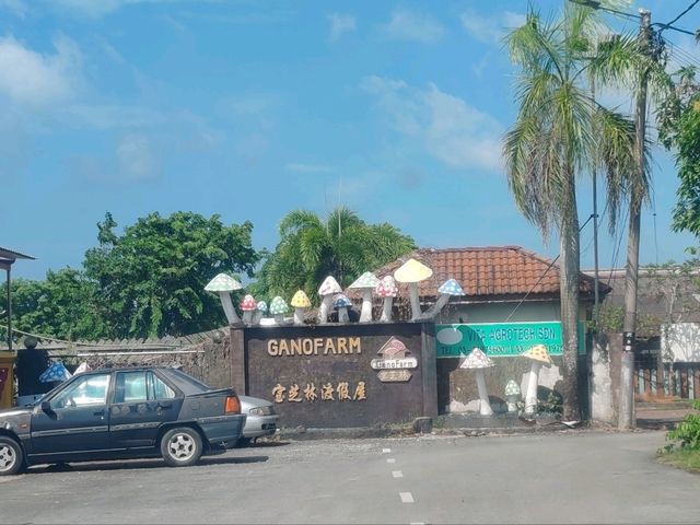 Exploring Gano Farm: A Wonderful World of Mushrooms