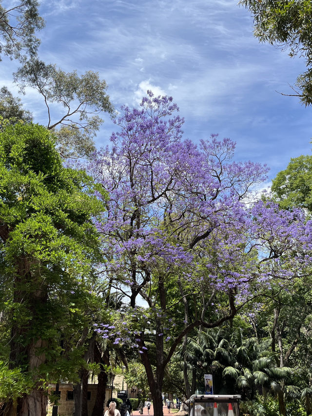 Welcome to UWA, Perth’s Most Beautiful Campus 🌿📚