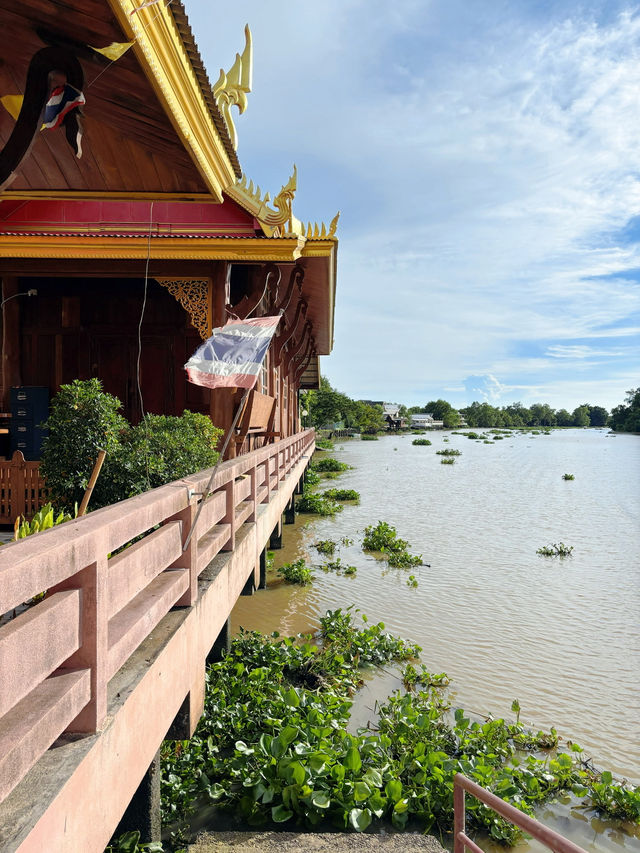 เคยเห็นมั้ย? ค้างคาวแม่ไก่ วัดโพธิ์บางคล้า