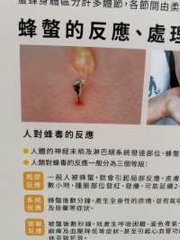 賴爺爺蜜蜂森林：在蜂香與花間，找回自然的甜蜜節奏