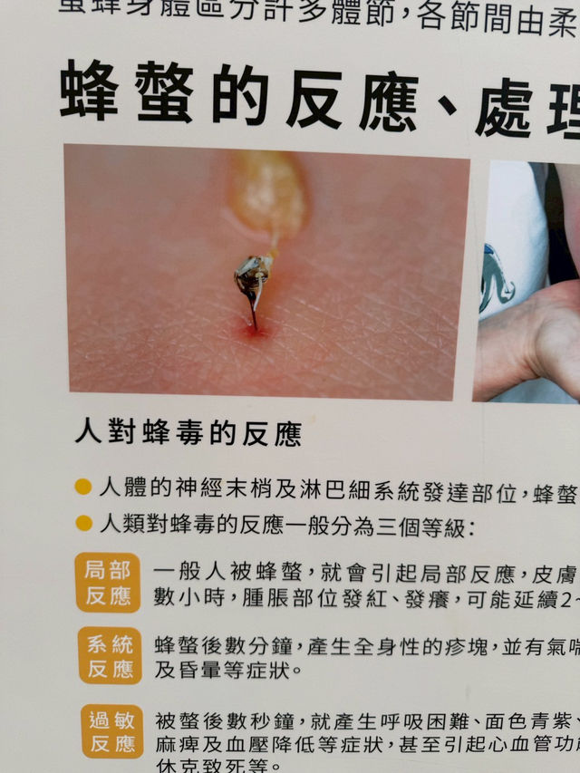 賴爺爺蜜蜂森林：在蜂香與花間，找回自然的甜蜜節奏