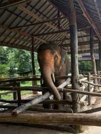 ปางช้างแม่สา🐘🍃