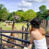 สวนสัตว์เปิดเขาเขียว @ศรีราชา 🌳🎡🦒