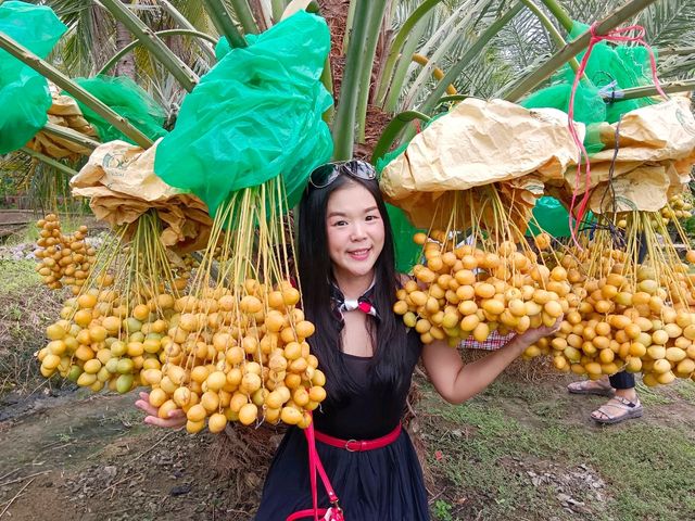  บ้านสวนอินทผาลัมแม่กลอง 