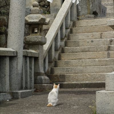 【愛媛】ネコと1日遊べる猫島 【愛媛】ネコと1日遊べる猫島
