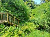 A Beautiful forest located near the Miura Peninsula in Kanagawa