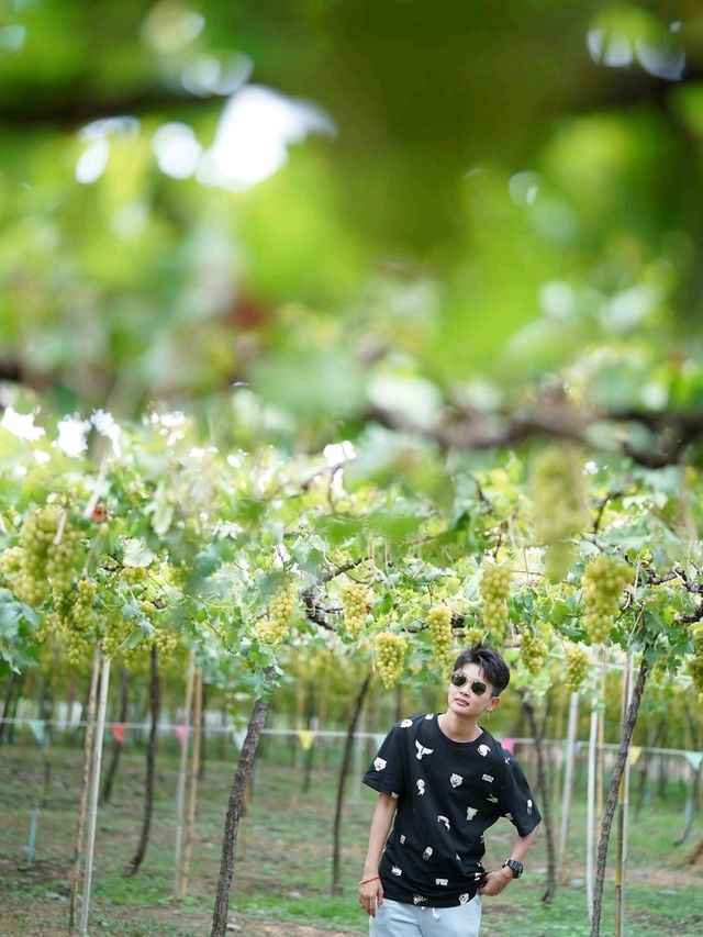 ไร่องุ่นมีสุข (Meesuk Farm Fest)
