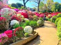 Blossoms of Tradition: Nezu Shrine Azalea Garden