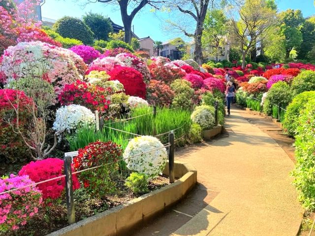 Blossoms of Tradition: Nezu Shrine Azalea Garden Blossoms of Tradition: Nezu Shrine Azalea Garden