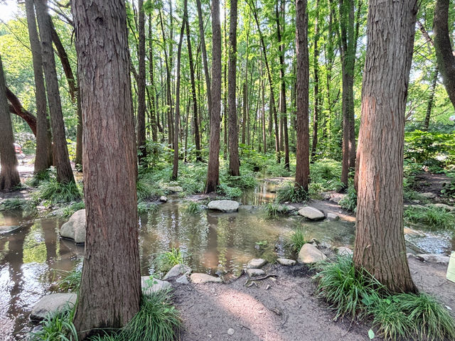 🌳【上海隱藏的“綠野仙蹤”!共青森林公園:城市中心的天然氧吧,隨手一拍就是森林大片!】🌳  🌳【上海隱藏的“綠野仙蹤”!共青森林公園:城市中心的天然氧吧,隨手一拍就是森林大片!】🌳