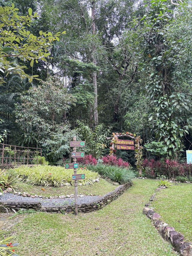 ป่าในเมือง 