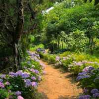 ํ์นด๋ฐ๋ , ํ์์ ํ๋ธ ํฅ ๊ฐ๋ํ ์ ์ ๐ฟ