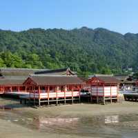 海中島居+海上神社+神之使者一在嚴島神社散策