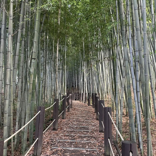 Halla Arboretum, Jeju Island,S.Korea
