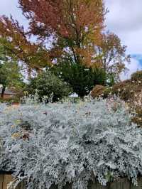 Autumn Whispers: The Floral Beauty of Kuirau Park