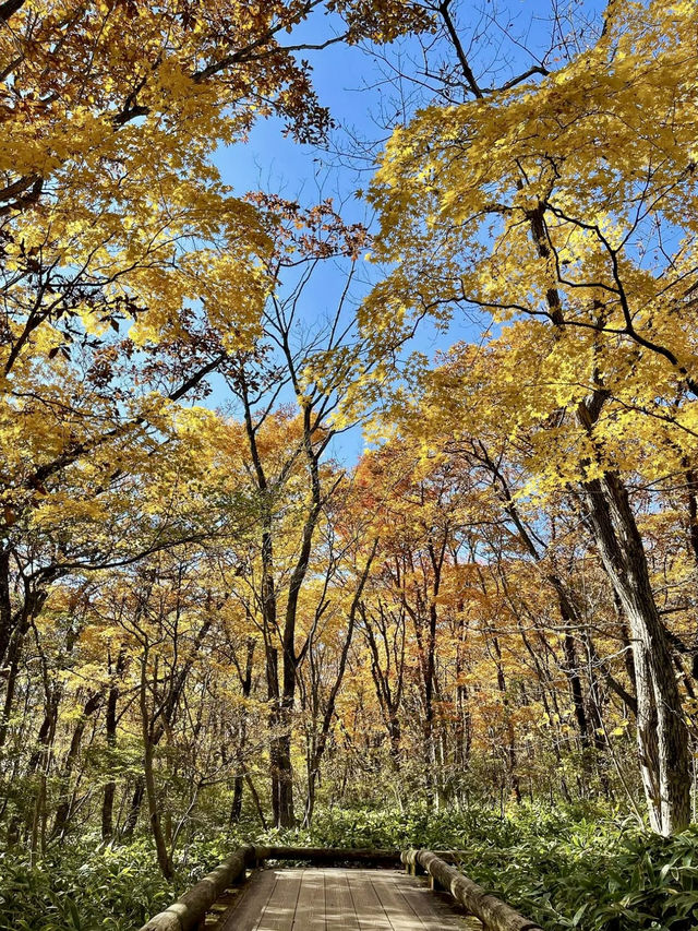 Fall Foliage Drive through Nasu Highlands Fall Foliage Drive through Nasu Highlands