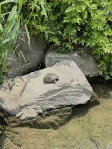 자연 따라 걷는 도심 속 산책길, 송파둘레길 나들이