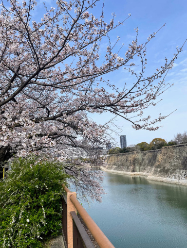 大阪府】約3000本の桜を堪能！春こそ行くべき大阪城公園 | Trip.com 大阪