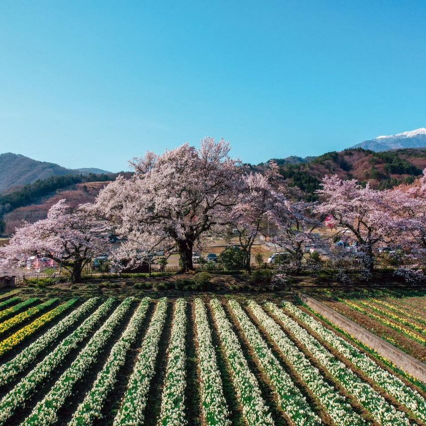 樹齢2000年！日本最古で最大級の桜。 | Trip.com 北杜