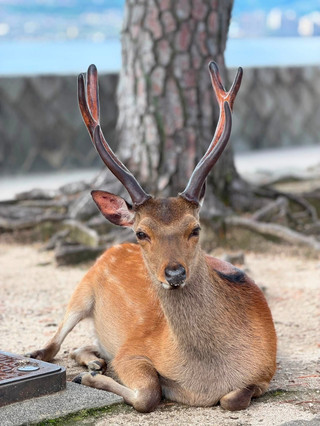 ⛩️ 神秘又療癒：廣島宮島一日遊攻略！🦌✨