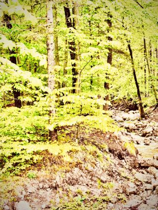 Colombia Sierra Nevada del Cocuy Laguna Grande Mossy Tundraeasytravelpost #Cocuy #LagunaGrande #Par