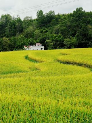 🌾 Fengyan Ancient Terraces | Autumn Painted in Gold