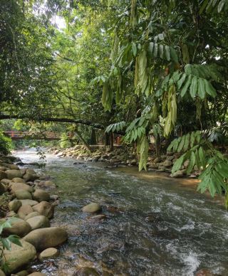 Janda Baik: หลีกหนีความวุ่นวาย สู่โอเอซิสสีเขียวแห่งขุนเขามาเลเซีย