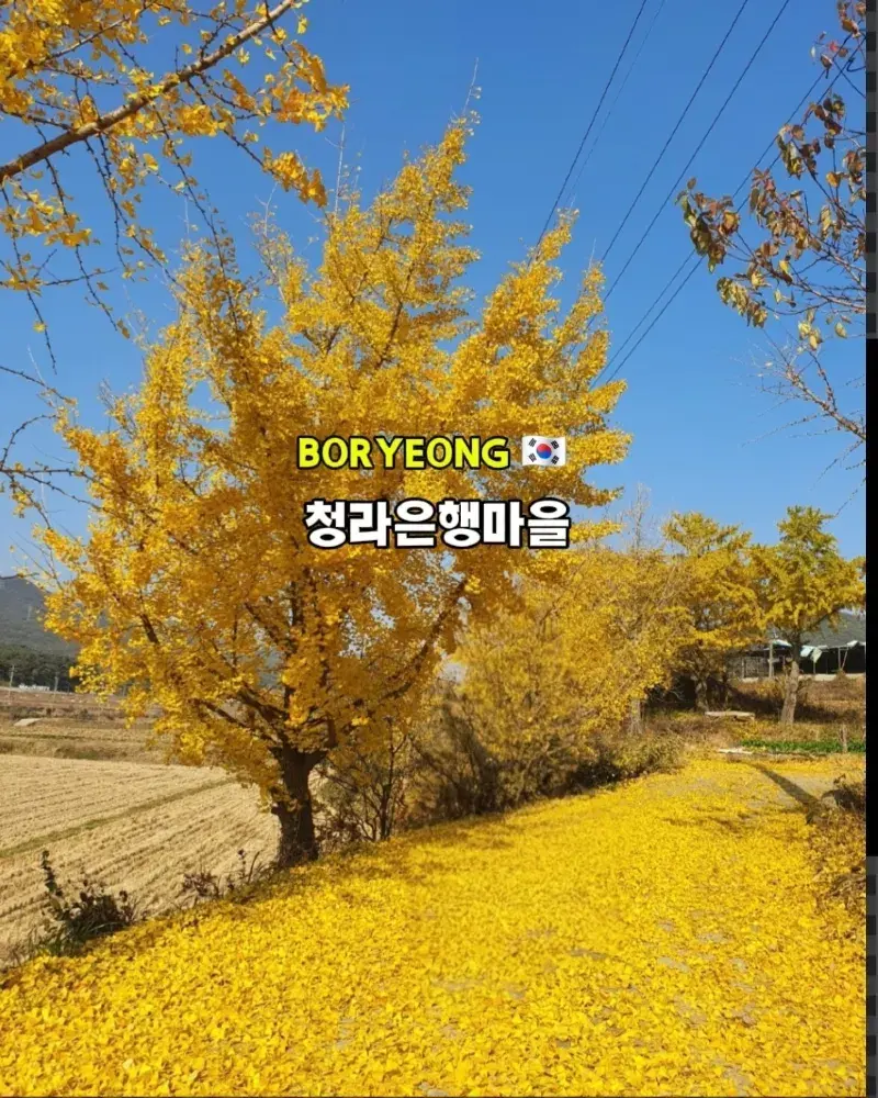 마을 전체가 황금빛 물결! 🍂 충남 가을 인생샷 명소